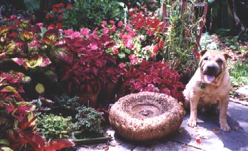 Tuffy with the dormant tuber.