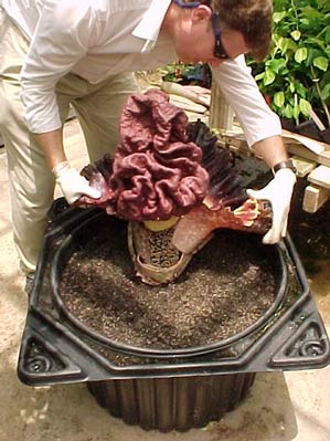 Removal of the spathe in preparation for pollination 