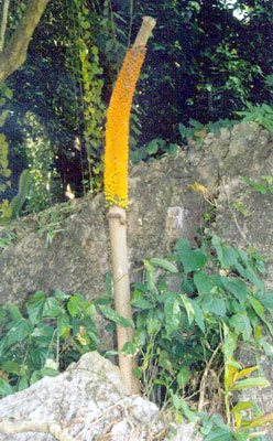 An infructescence that resulted from a successful pollination.