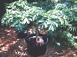 Tuffy in the shade of vegetation of the previous year.