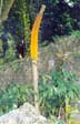 An infructescence that resulted from a successful pollination.