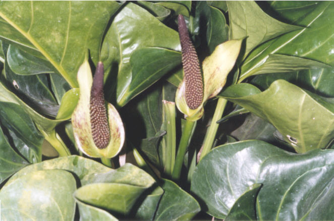 Anth. cotobrusii inflorescence
