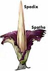 The spathe and spadix of Amorphophallus titanum by Kandis Elliot.