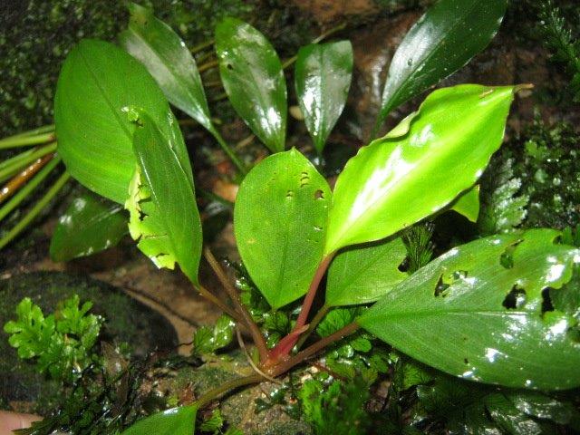 Bucephalandra forcipula