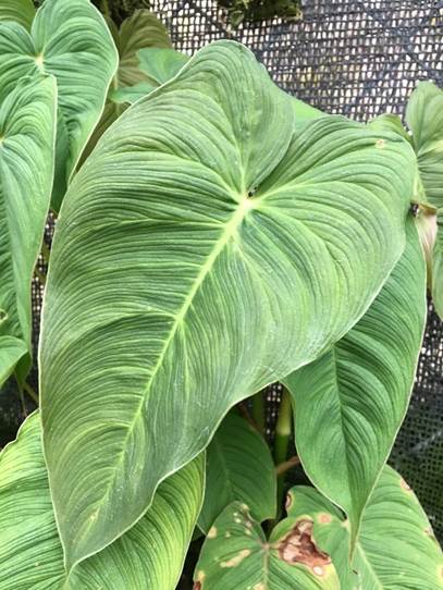 Aroid Forum: Request for ID (Philodendron?)