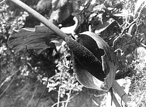 Fig. 38 - A. gualeanum