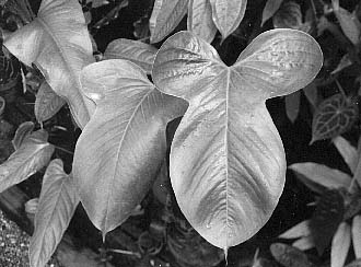 Fig. 41 - A. truncicolum