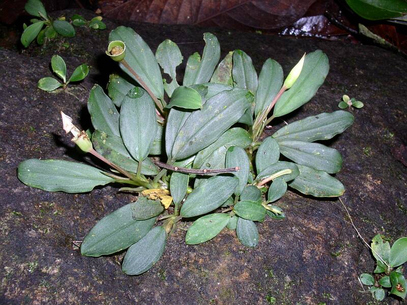 Bucephalandra motleyana