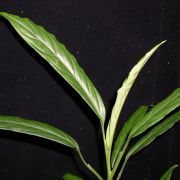 Image of Aglaonema simplex  Blume.