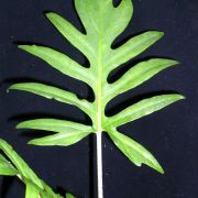 Image of Alocasia brancifolia  (Schott) A.Hay.