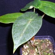 Image of Alocasia peltata 'Green' .