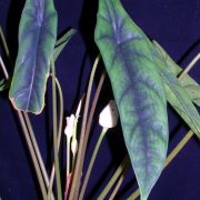 Image of Alocasia venusta  .