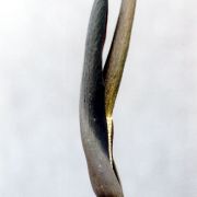 Image of Amorphophallus aberrans  Hetterscheid.