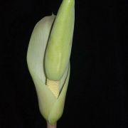 Image of Amorphophallus albispathus  Hett..