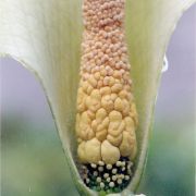Image of Amorphophallus albus  Liu & Wei.