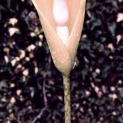 Image of Amorphophallus amygdaloides  Hett. & M. Sizemore.