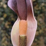 Image of Amorphophallus angolensis  (Welw. ex Schott) N.E. Br..