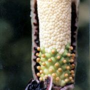 Image of Amorphophallus beccarii  Engl..