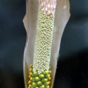 Image of Amorphophallus boyceanus  Hett..