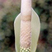 Image of Amorphophallus brevispathus  Gagn..