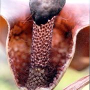 Image of Amorphophallus cirrifer  Stapf.