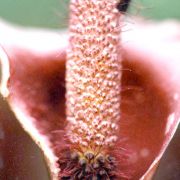 Image of Amorphophallus cirrifer  Stapf.