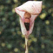 Image of Amorphophallus corrugatus  N.E. Br..