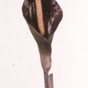 Image of Amorphophallus costatus  Hett..