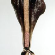 Image of Amorphophallus costatus  Hett..