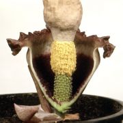 Image of Amorphophallus eichleri  (Engl.) Hook. f..