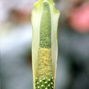 Image of Amorphophallus galbra  F.M. Bail.