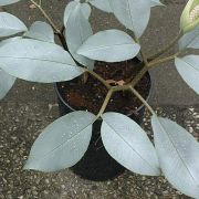 Image of Amorphophallus glaucophyllus  Hett. & Serebr..