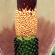Image of Amorphophallus hetterscheidii  Ittenb. & Lobin.