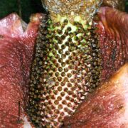 Image of Amorphophallus hirsutus  Teijsm. & Binnend..