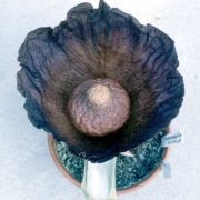 Image of Amorphophallus hirsutus  Teijsm. & Binnend..