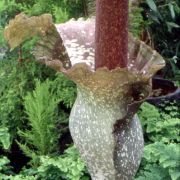 Image of Amorphophallus hirtus  N.E. Br..