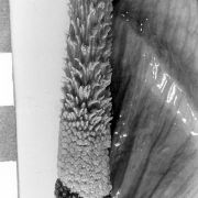 Image of Amorphophallus infundibuliformis  Hett., Dearden & A. Vogel.