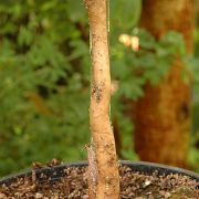 Image of Amorphophallus josefbogneri  Hett..