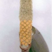 Image of Amorphophallus lanuginosus  Hett..
