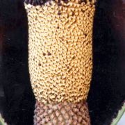 Image of Amorphophallus maximus  (Engl.) N.E. Br..