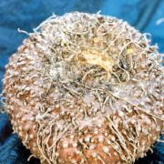 Image of Amorphophallus muelleri  Bl..