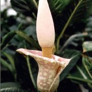 Image of Amorphophallus muelleri  Bl..