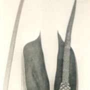 Image of Amorphophallus mysorensis  Barnes & Fischer.