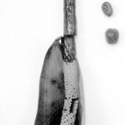 Image of Amorphophallus mysorensis  Barnes & Fischer.