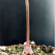 Image of Amorphophallus obscurus  Hett. & M. Sizemore.