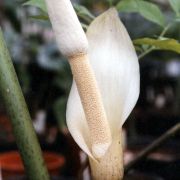 Image of Amorphophallus ochroleucus  Hett. & V.D. Nguyen.