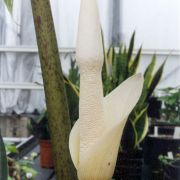 Image of Amorphophallus ochroleucus  Hett. & V.D. Nguyen.