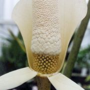 Image of Amorphophallus ochroleucus  Hett. & V.D. Nguyen.