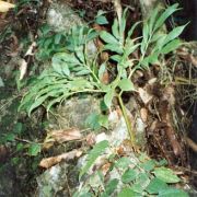 Image of Amorphophallus palawanensis  Bogn. & Hett..