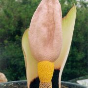 Image of Amorphophallus prainii  Hook f..
